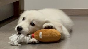 ゴールデンレトリバー子犬 お迎え1週間 おもちゃ 初めての来客