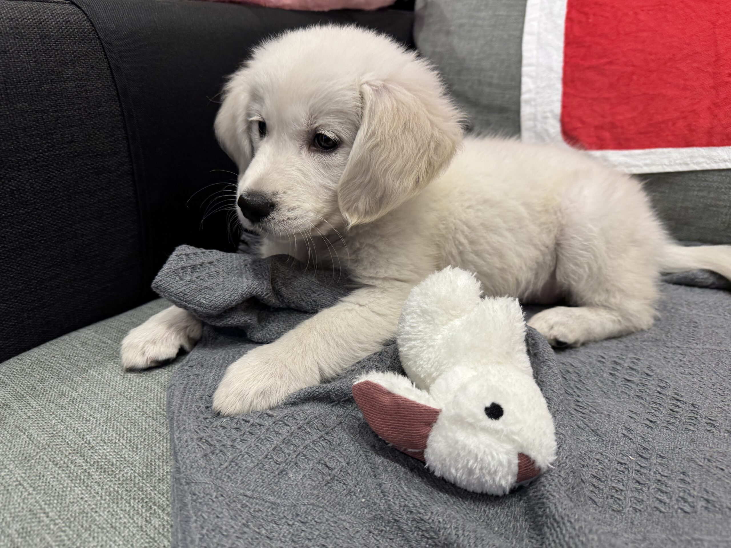 ゴールデンレトリバー子犬 お迎え初日