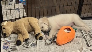 ゴールデンレトリバー子犬 お迎え初日 昼寝
