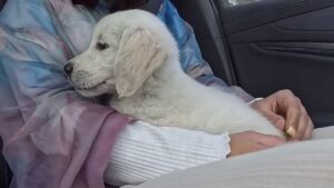 ゴールデンレトリバー子犬 お迎え 車