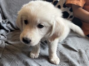 ゴールデンレトリバー子犬 お迎え ケージ外