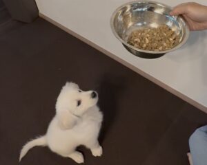 ゴールデンレトリバー子犬 おすわり