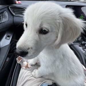 ワクチン前の車での様子