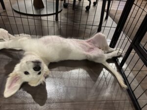 ワクチン後、まったり1