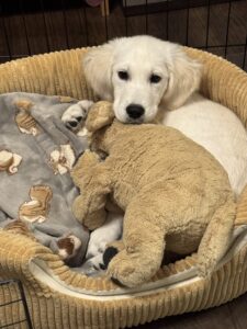 ワクチン後、まったり2